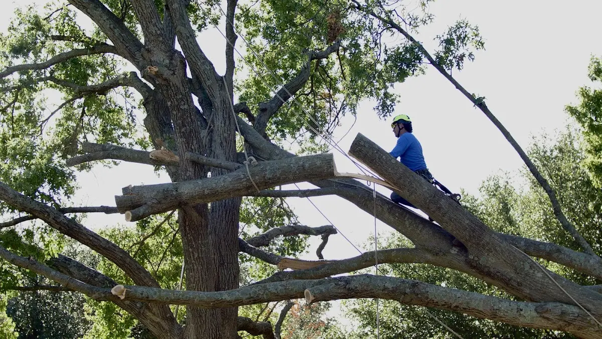 Professional Crown Thinning performed by certified arborists in Springbrook