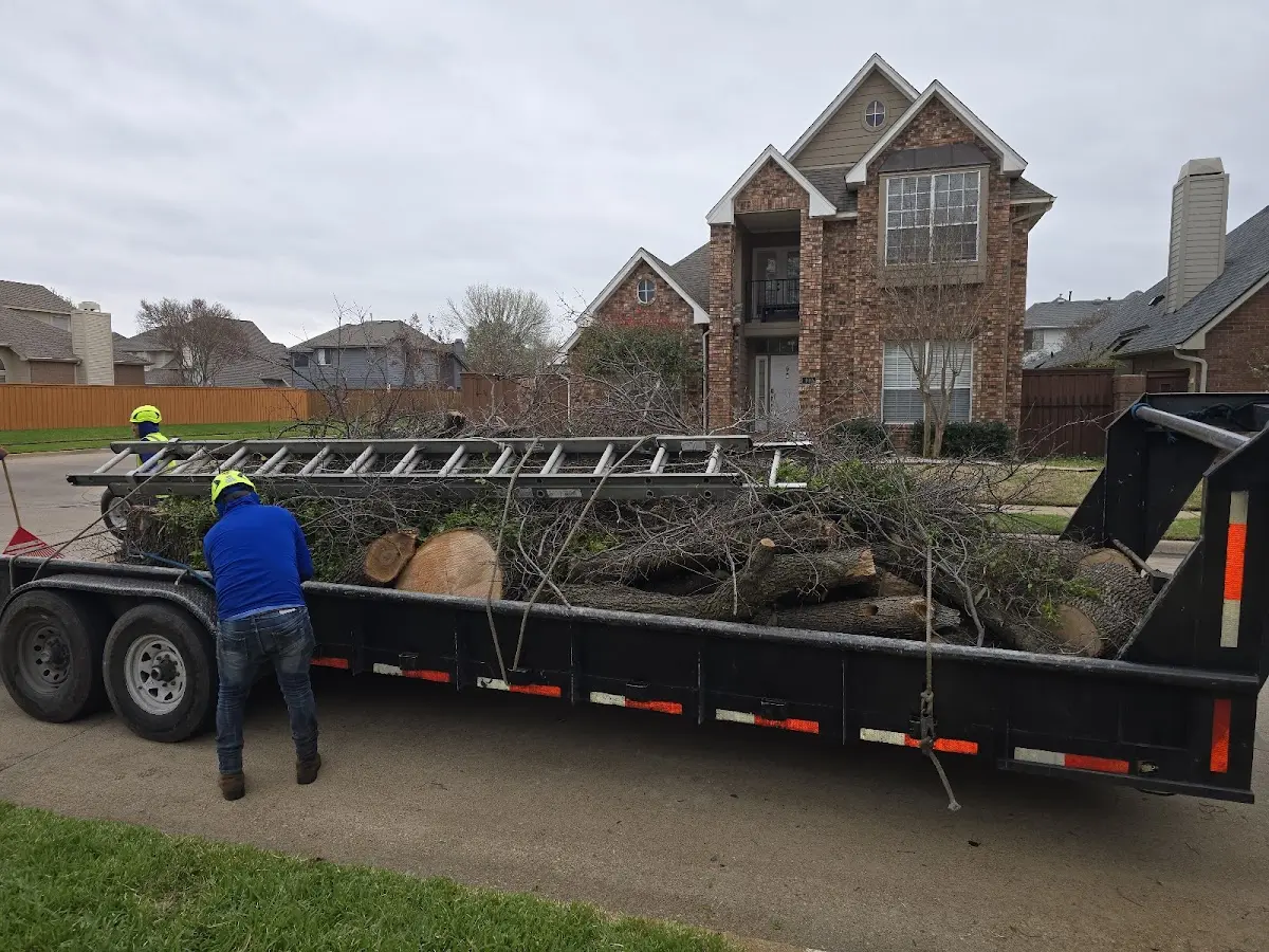 Expert Tree Fertilization with proper safety equipment in Springbrook